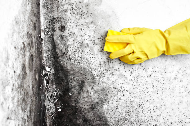 Best Basement Mold Remediation in Millville, UT