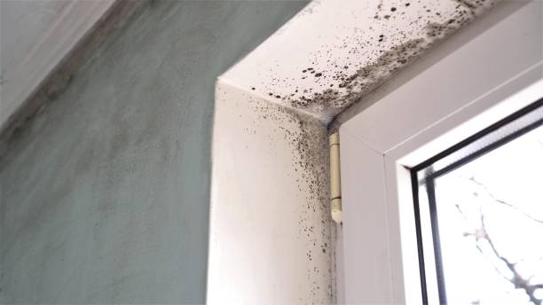 Best Commercial Mold Remediation in Millville, UT