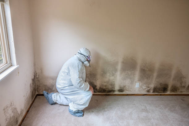 Best Residential Mold Remediation in Millville, UT