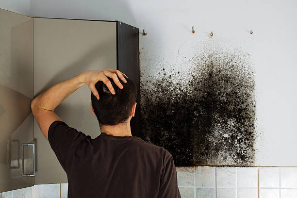 Best Kitchen Mold Remediation in Millville, UT